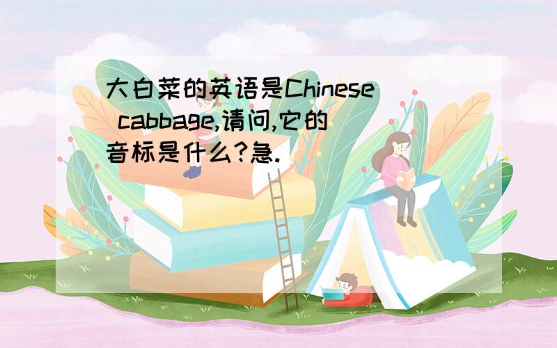 大白菜的英语是Chinese cabbage,请问,它的音标是什么?急.